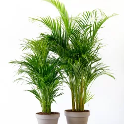 Location de plantes